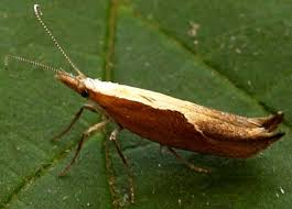 Attēlu rezultāti vaicājumam “Ypsolopha dentella”