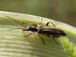 Attēlu rezultāti vaicājumam “Oedemera femorata”