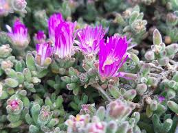 Image result for Mesembryanthemum criniflorum