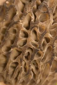 Attēlu rezultāti vaicājumam “Morchella sp.”