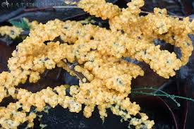 Attēlu rezultāti vaicājumam “Leocarpus fragilis young”