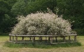 Attēlu rezultāti vaicājumam “Salix x doniana”