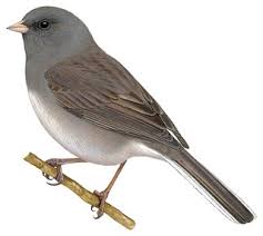 Image result for Junco hyemalis