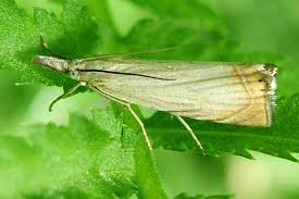 Attēlu rezultāti vaicājumam “Chrysoteuchia culmella”