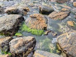 Attēlu rezultāti vaicājumam “Cladophora glomerata”