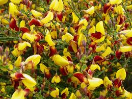 Image result for Cytisus scoparius