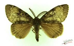 Attēlu rezultāti vaicājumam “Lymantria dispar”