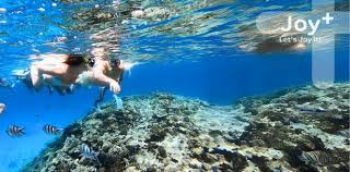 Image result for Belfairs Dolphins Snorkelling Club