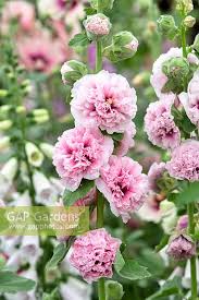 Image result for Alcea rosea `Appleblossom`