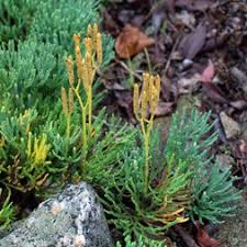 Attēlu rezultāti vaicājumam “Diphasiastrum tristachyum”