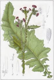 Attēlu rezultāti vaicājumam “Carduus crispus”