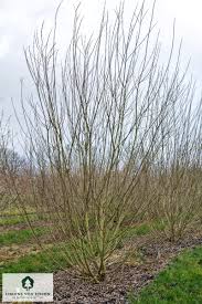 Attēlu rezultāti vaicājumam “Salix cinerea”