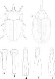 Attēlu rezultāti vaicājumam “Larinus sp.”