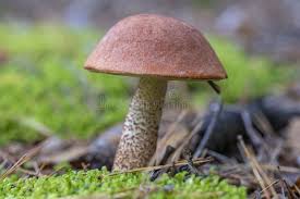 Attēlu rezultāti vaicājumam “Leccinum aurantiacum”