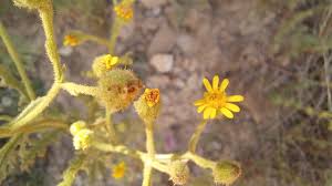 Attēlu rezultāti vaicājumam “Senecio viscosus flower”