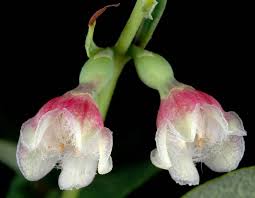 Attēlu rezultāti vaicājumam “Symphoricarpos albus flower”