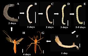 Attēlu rezultāti vaicājumam “Cystiphora sanguinea larva”