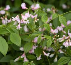 Attēlu rezultāti vaicājumam “Lathyrus vernus”