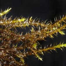 Attēlu rezultāti vaicājumam “Drepanocladus polygamus”