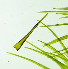 Attēlu rezultāti vaicājumam “Dicranodontium denudatum”