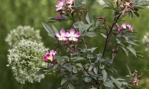 Attēlu rezultāti vaicājumam “Rosa glauca flower”
