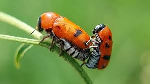 Attēlu rezultāti vaicājumam “Clytra quadripunctata”