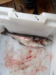 Image result for Merlangius merlangus