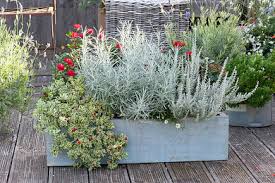 Image result for Mesembryanthemum criniflorum