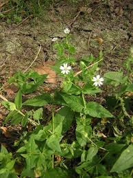 Attēlu rezultāti vaicājumam “Myosoton aquaticum”