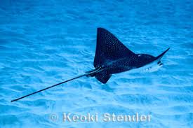 Image result for Aetobatus ocellatus