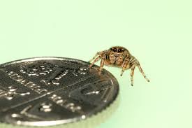 Attēlu rezultāti vaicājumam “Evarcha falcata female”