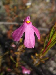 Attēlu rezultāti vaicājumam “Utricularia x neglecta flower”