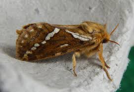 Attēlu rezultāti vaicājumam “Hepialidae”