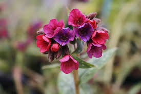 Image result for Lungenkraut