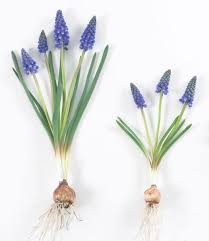 Attēlu rezultāti vaicājumam “Muscari armeniacum flower”