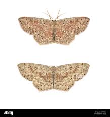 Attēlu rezultāti vaicājumam “Cyclophora pendularia”