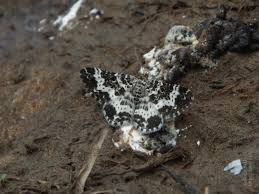 Attēlu rezultāti vaicājumam “Epirrhoe tristata imago”