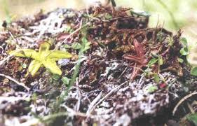 Attēlu rezultāti vaicājumam “Pinguicula alpina”