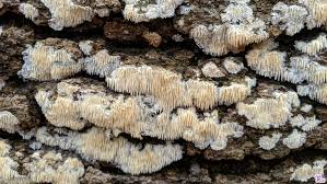 Attēlu rezultāti vaicājumam “Phleogena faginea young”