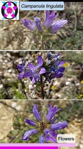Image result for Campanula lingulata