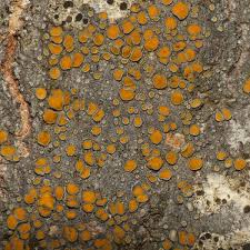 Attēlu rezultāti vaicājumam “Caloplaca scopularis”