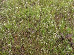 Attēlu rezultāti vaicājumam “Trichophorum alpinum”