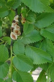 Attēlu rezultāti vaicājumam “Ulmus minor”