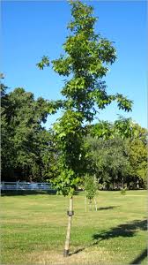 Attēlu rezultāti vaicājumam “Carya cordiformis”