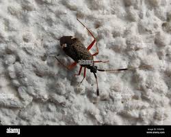 Attēlu rezultāti vaicājumam “Closterotomus biclavatus”