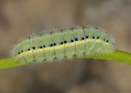 Attēlu rezultāti vaicājumam “Zygaena lonicerae larva”