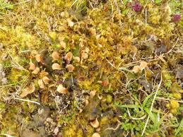 Attēlu rezultāti vaicājumam “Peltigera leucophlebia”