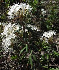 Attēlu rezultāti vaicājumam “Ledum palustre flower”