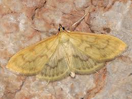 Attēlu rezultāti vaicājumam “Paratalanta hyalinalis”