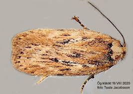 Attēlu rezultāti vaicājumam “Depressaria olerella imago”